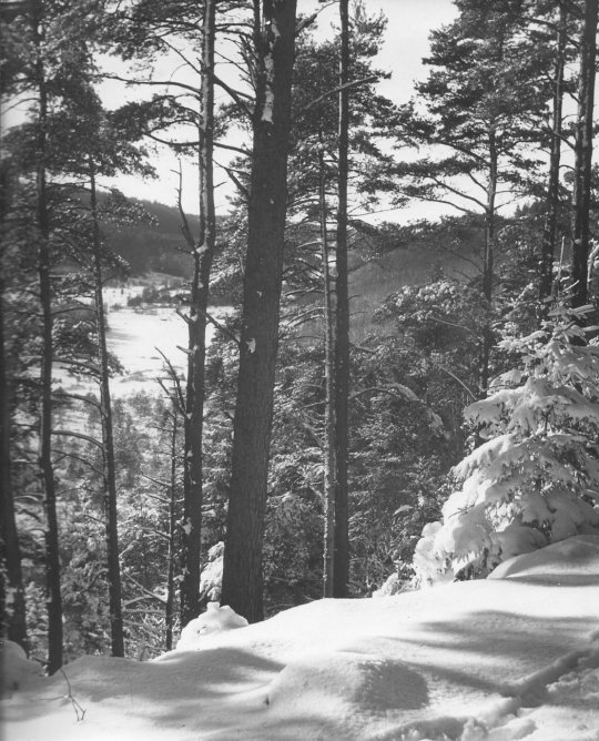 Vesterlund (1950erne)